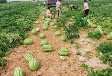 嘉禾望岗娱乐吃瓜地,揭秘网红聚集地的幕后故事