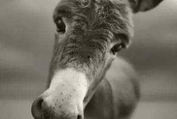 大驴爆料胜仔视频大全集,胜仔视频大全集精彩瞬间回顾