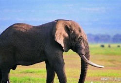 大象新闻家长爆料,校园安全引关注，大象新闻聚焦校园安全隐患