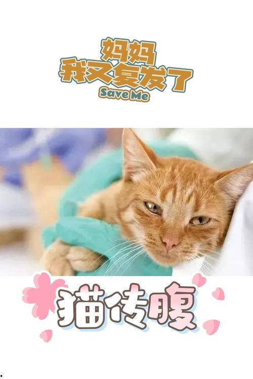 娱乐吃瓜酱猫传腹
